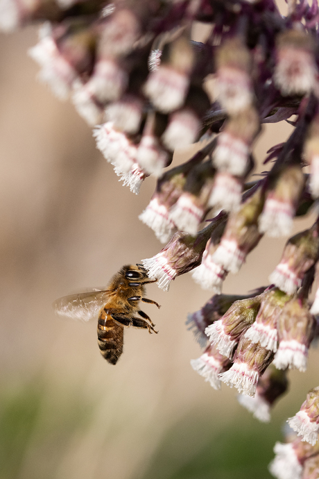 Stuifmeel verzamelen