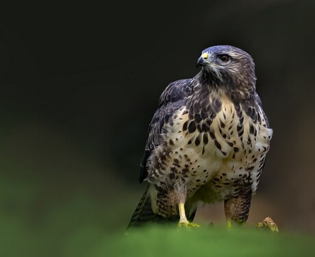 Buizerd.