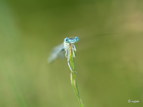 Blauwe breedscheenjuffer