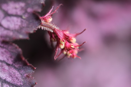 Nieuw begin bij de Heuchera