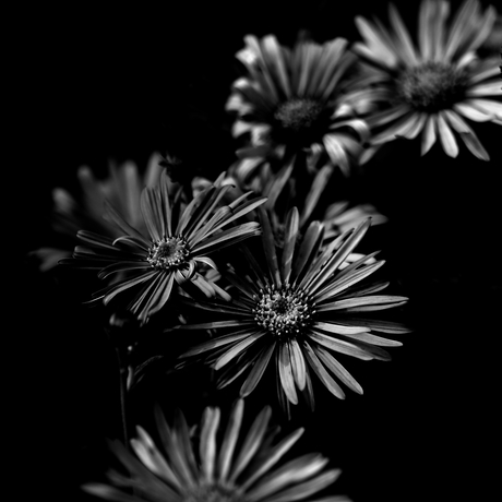 Zwart/witter.........