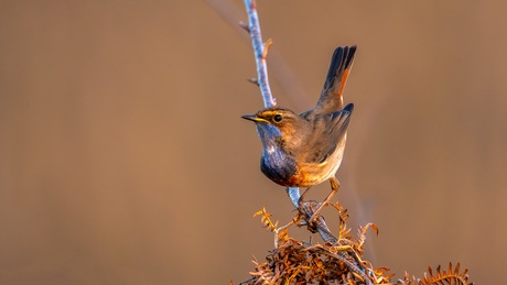 Blauwborst