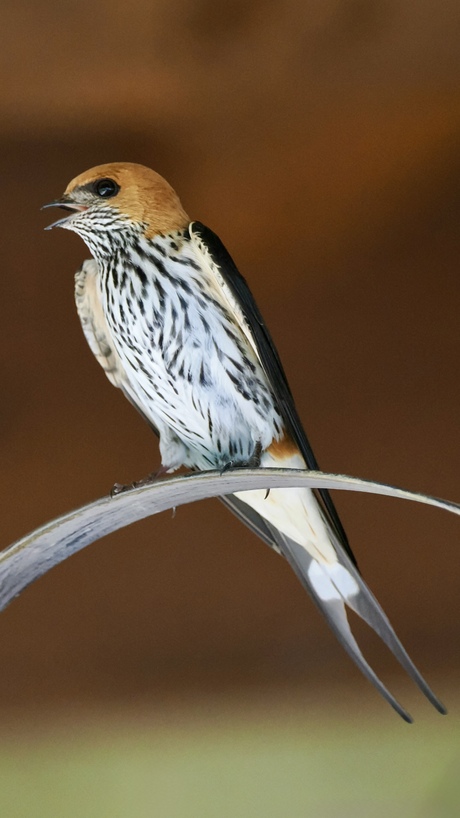 Een zwaluw maakt al wel de zomer