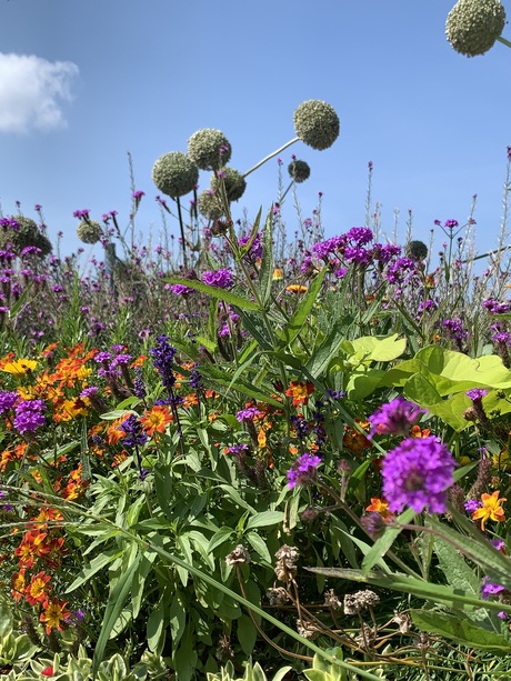 Veldbloemen in Toverland