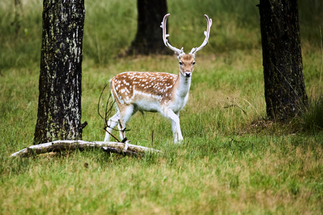 Damhert
