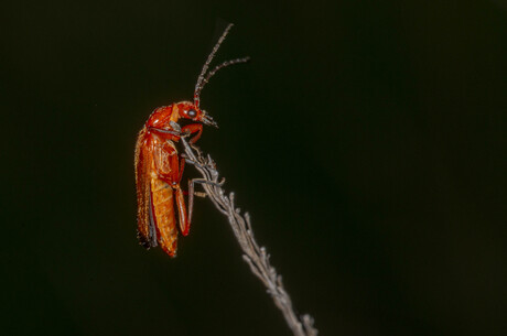 Rood soldaatje