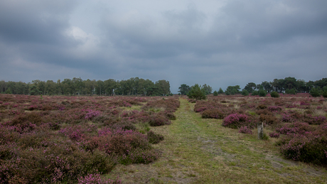 Grenspark Kalmthoutse Heide