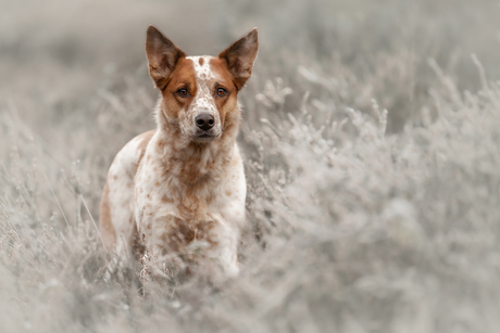 Dog in the snow