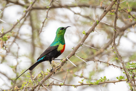 Zwartbuikfeeënhoningzuiger (m)