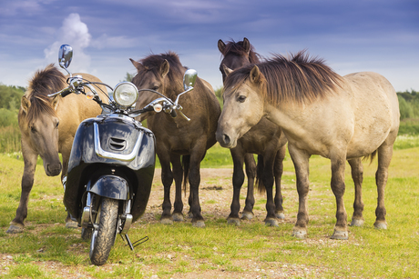Wilde paarden inspecteren een Scooter