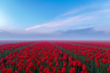 mooi rood is niet lelijk