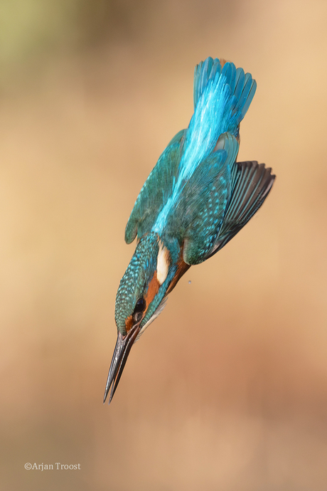 IJsvogel Kingfisher Alcedo atthis 