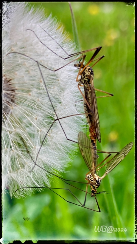 Paartijd ook voor 🦟 