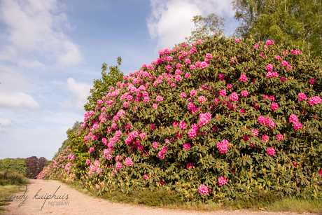 Bloemenpracht.