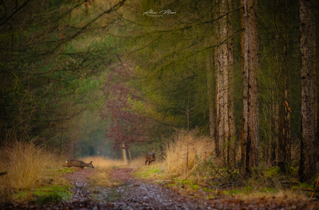 Reeën in het bos