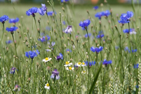 Overal korenbloemen