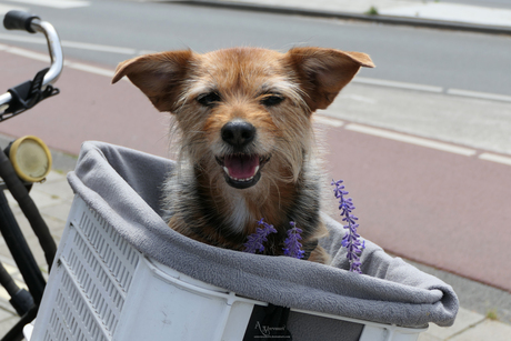 hond