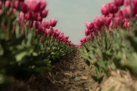 Tulips