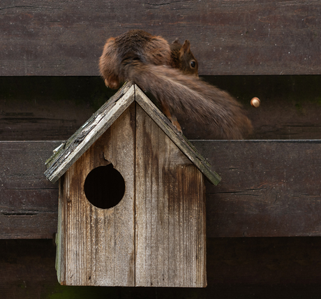 Oeps, daar gaat ie.... 