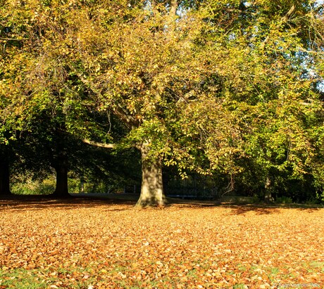 Herfst