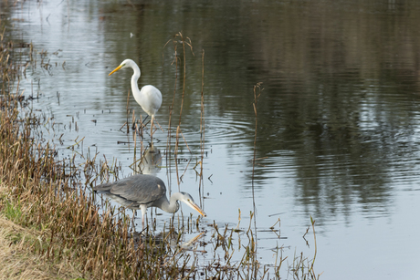 Alle reigers verzamelen