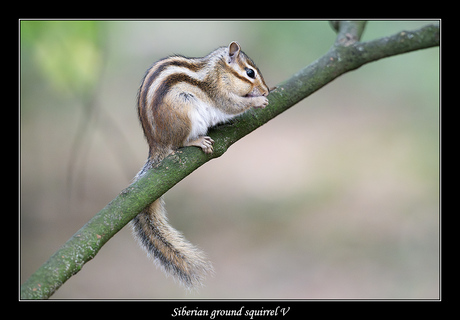 Siberian ground squirrel V
