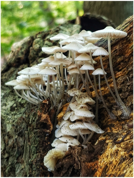 Bundelmycena