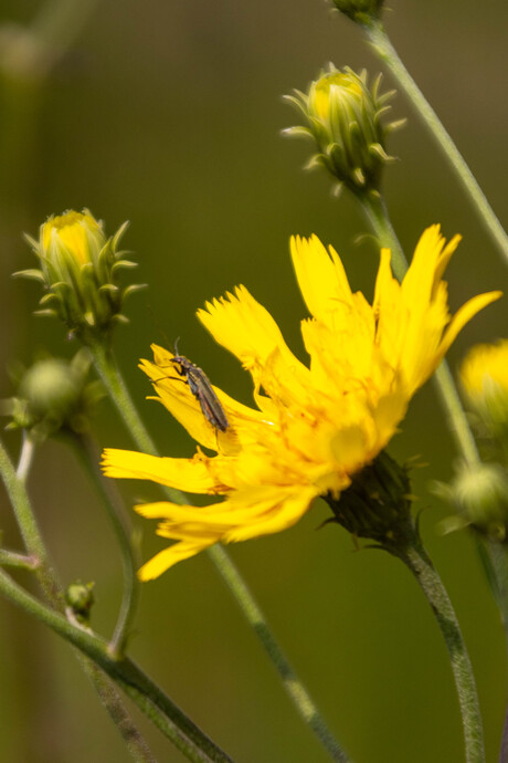 klein insekt, die deze bloem als eigendom beschouwt