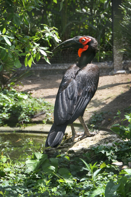 Neushoornvogel 