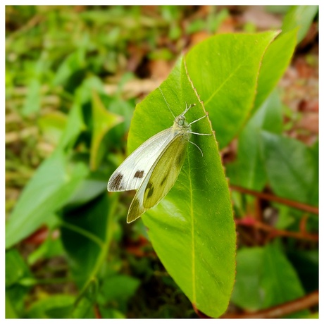 Een witje in 't groen