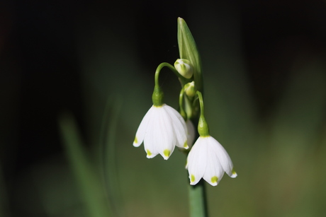 wilde bloemen