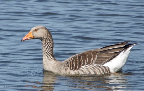 Grauwe gans