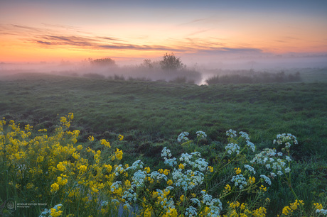 Spring Awakening