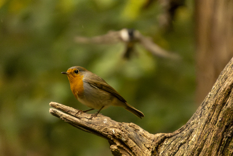 Wat komt daar aangevlogen?