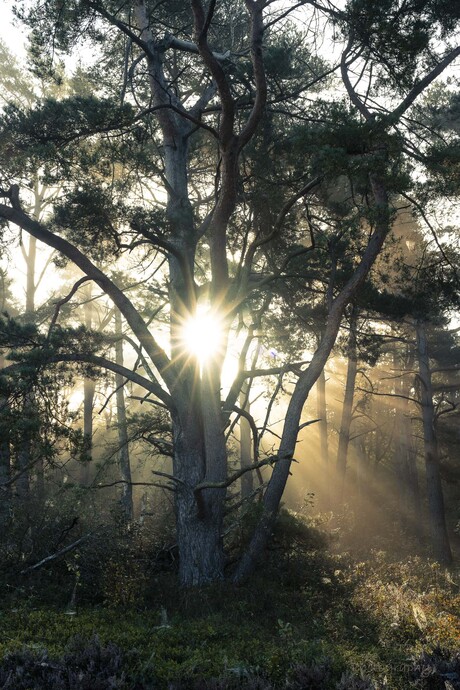 Volochkovaning onlayn fotosurati