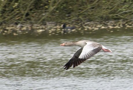 Grauwe gans