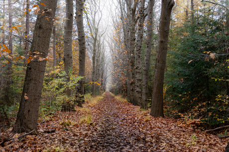 Herfst laan