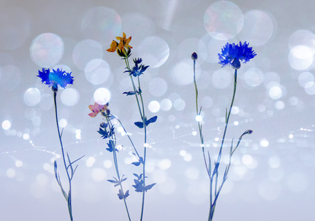 Veldbloemen double exposure