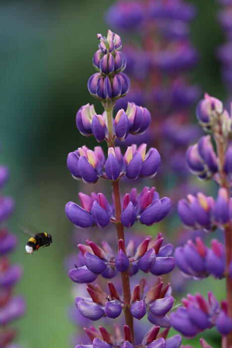 Op weg naar nectar