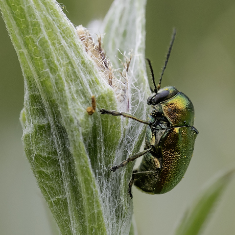 Cryptocephalus aureolus 2