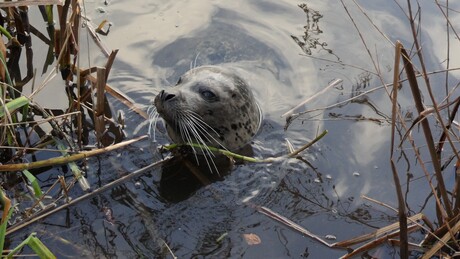 Zeehond komt kijken voor nog een hapje 