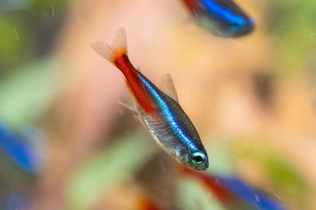 Paracheirodon Innesie 