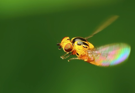 Thaumatomyia notata