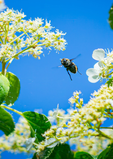 Hommel 