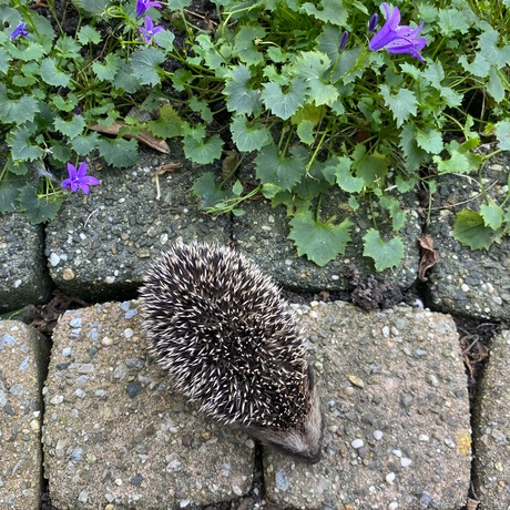 Hedgehog