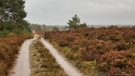 Gortelse heide