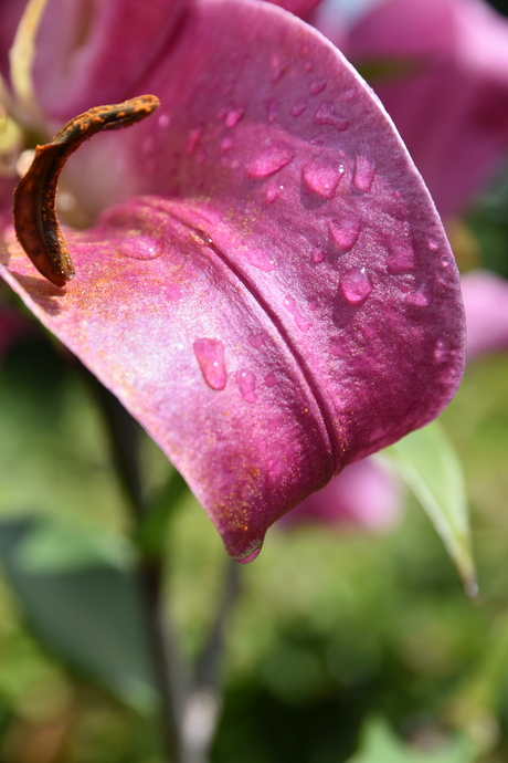 Na de regen