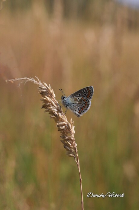 Bruin blauwtje 