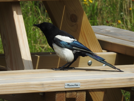 Ekster (Corvus pica) aan de picnick tafel, Nijmegen 2025