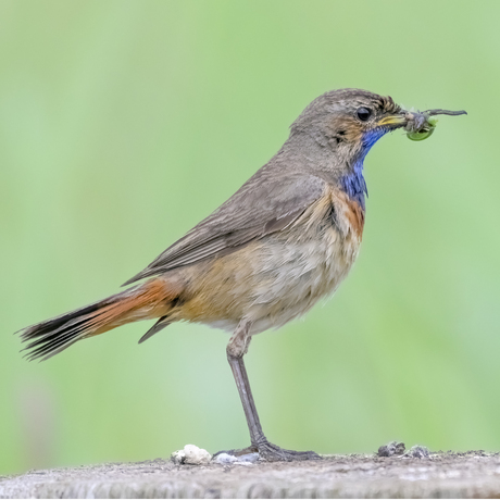 blauwborst